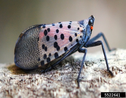 Spotted Lanternfly Management in Nurseries, Orchards, Vineyards, and Natural Areas in South Carolina and Georgia