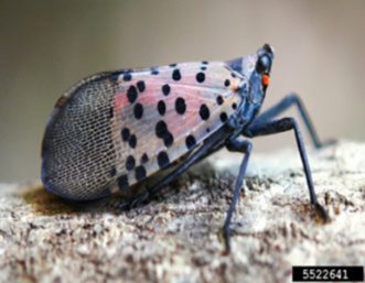 spotted lanternfly on top of a log