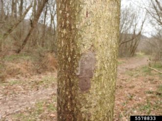 grey spotted lanternfly egg mass on an tree stem