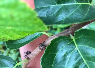 spotted lanternfly nymphs crawling on a tree branch