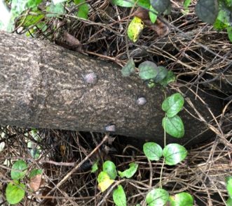 Spotted lanternflies excretion around a tree trunk