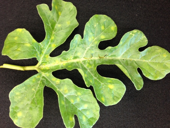 best fungicide for gummy stem blight best fungicide for gummy stem blight