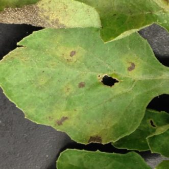 downy mildew on a leaf