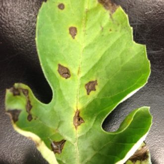 Anthracnose present on a leaf