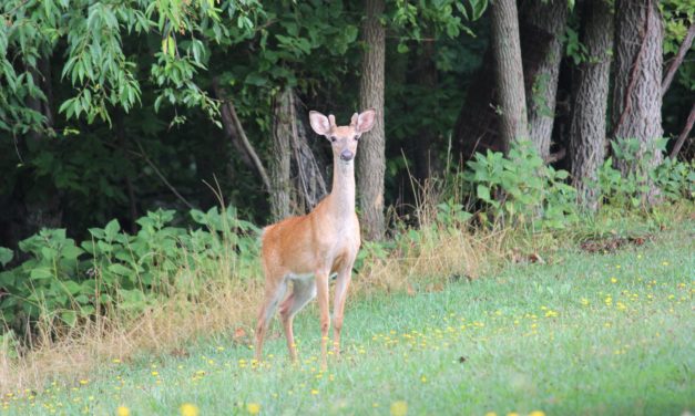 Managing Deer Damage Using a Two-Tiered Fence System