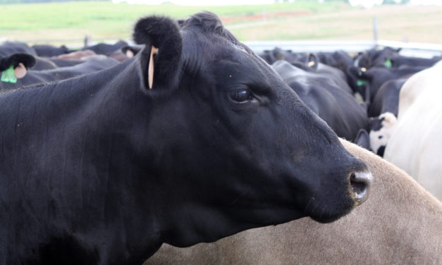 Steps to Successful Reproductive Management in Beef Cattle