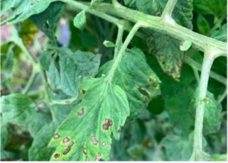 Tomato plant with bacterial spot on leaves.