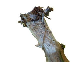 White mold growth of the southern blight fungus seen on a pepper stem.