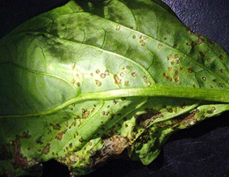 Bacterial spot as leaf spots seen on underside of pepper leaf.