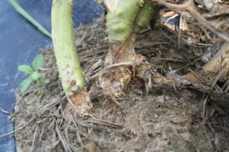 Sclerotia of the southern blight fungus seen as cankers at the base of infected tomato stems. 