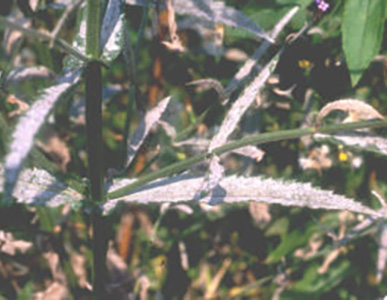 Verbena bonariensis leaves with powdery mildew