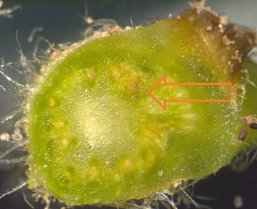 Fusarium wilt as discolored vascular bundles on watermelon vine