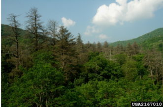 eastern hemlock trees deteriorating because of HWA