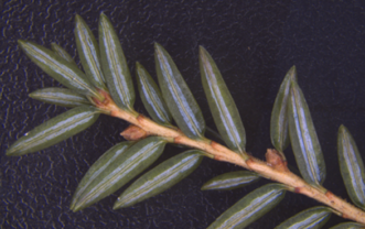 Hemlock twig showing white stripe on the underside of the needles