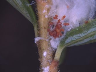 Hemlock woolly adelgid eggs and wool on a plant