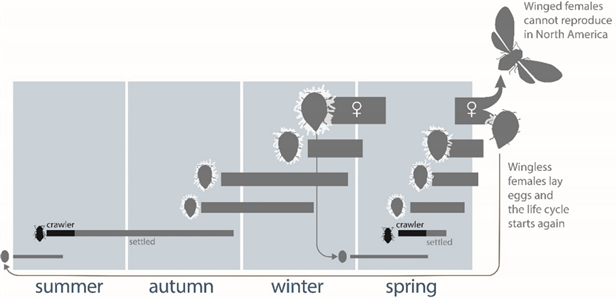 diagram of the hemlock woolly adelgid lifecycle from summer to spring