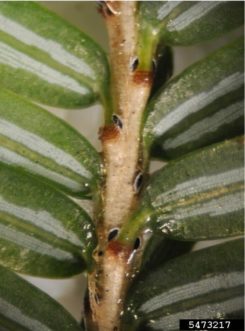 Hemlock woolly adelgid sistens nymphs on a plant