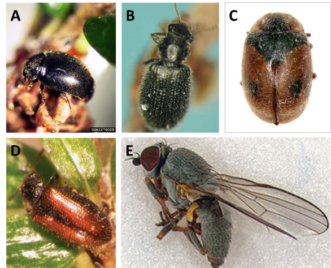 the various HWA biological control insects
