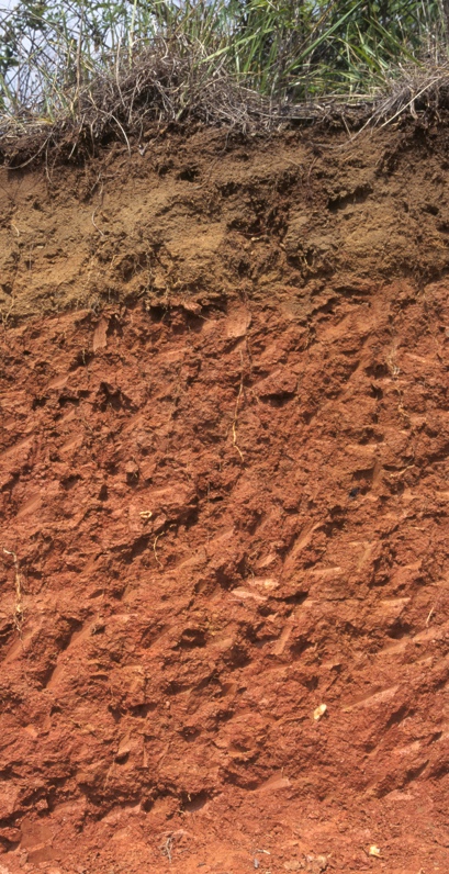 Typical utisols soil profile of the southeastern coastal plain