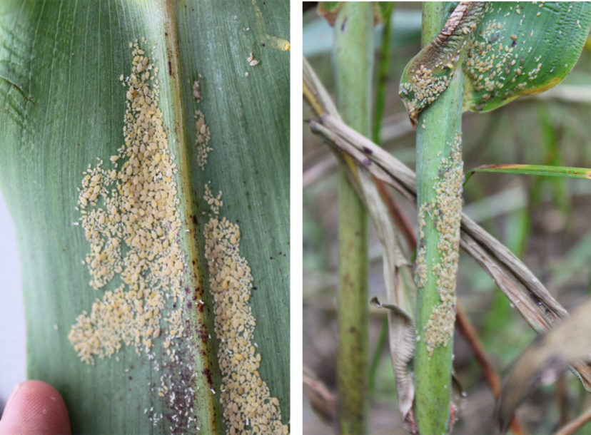 sugarcane aphids present on the back of a sorghum leaf