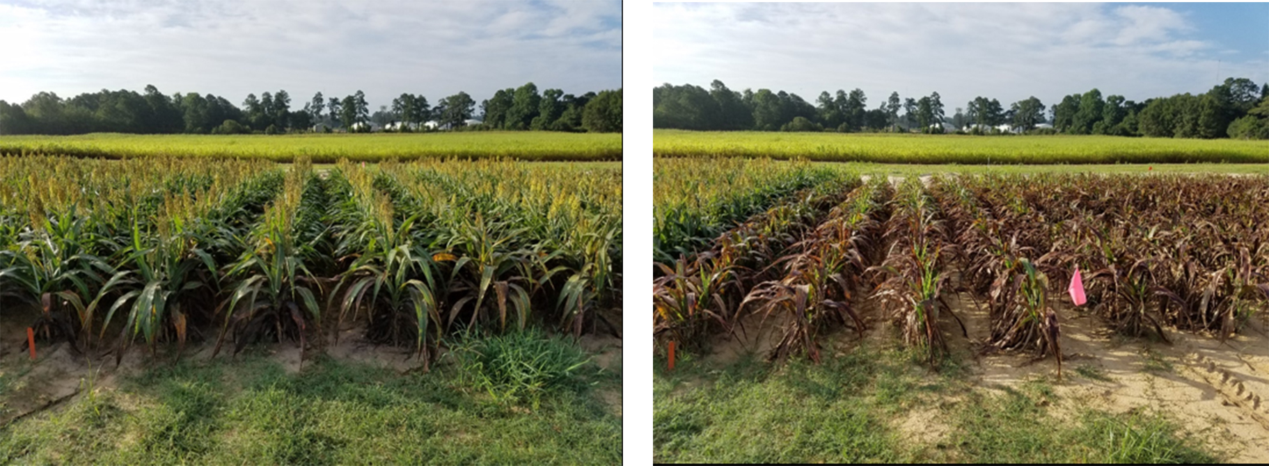 Treated and untreated sorghum