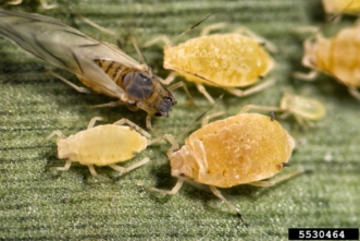 non-winged and winged adults and nymph sugarcane aphids that are pale yellow and grey