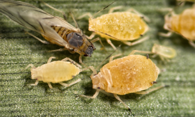 Sugarcane Aphid as a Pest of Sorghum