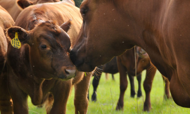 Body Condition Scoring in Beef Cattle, Is It Important?