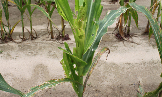 Fall Armyworm as a Pest of Corn