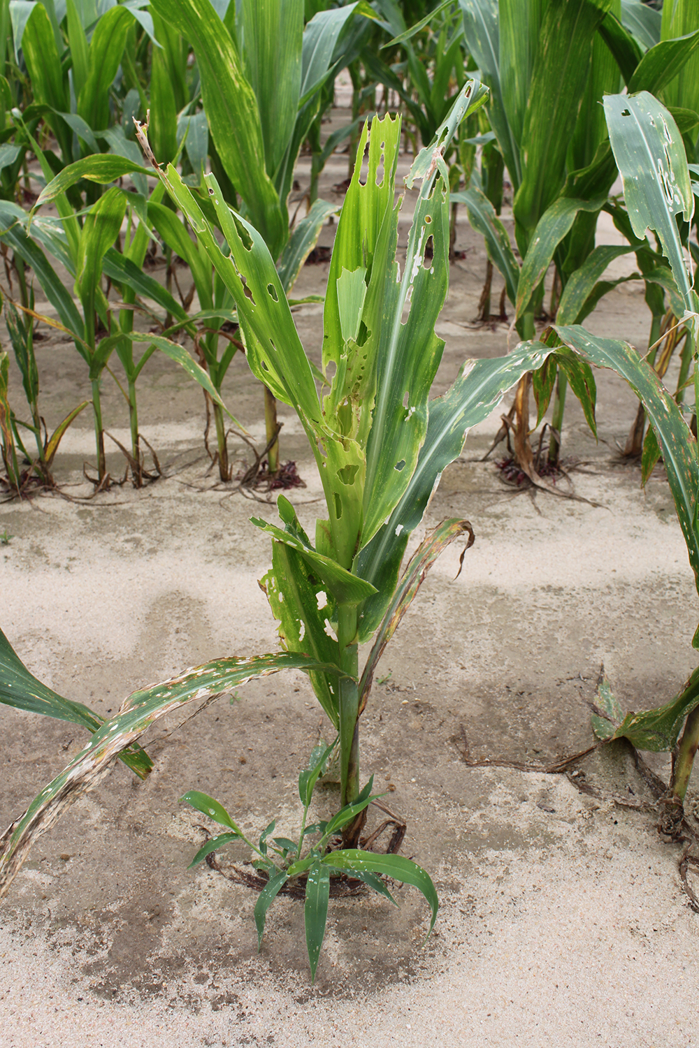 fall-armyworm-as-a-pest-of-corn-land-grant-press