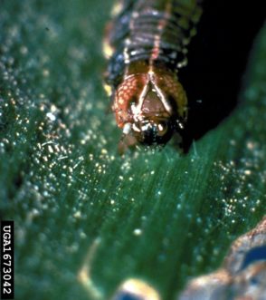 Fall armywork larva have an inverted Y on their head.