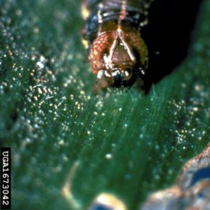 Fall armyworm larva have with inverted Y on its head
