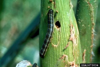 Fall armyworm larva