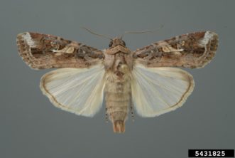Fall armyworm moth