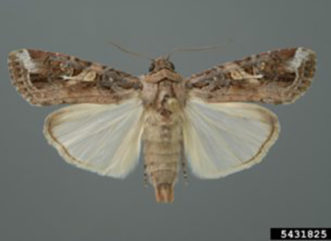 adult Fall armyworm moth