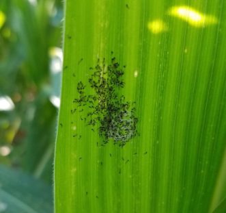 Fall armyworm neonate larvae