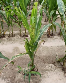 whorl damage visible on corn plants in a field