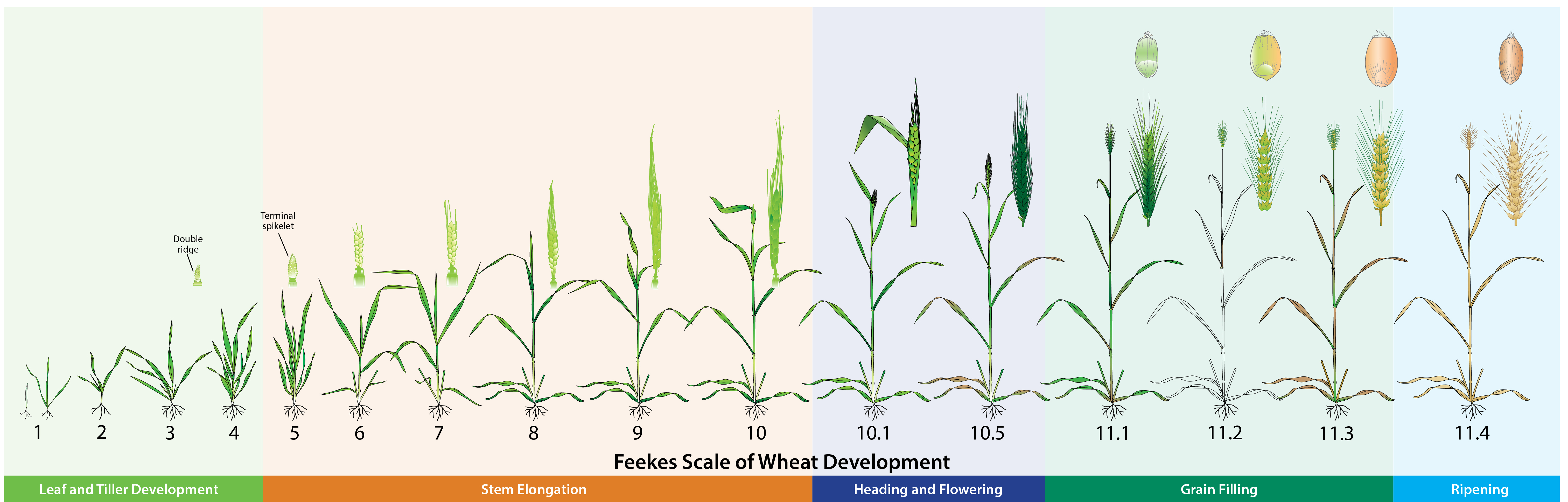 diagram of Feekes scale of wheat development