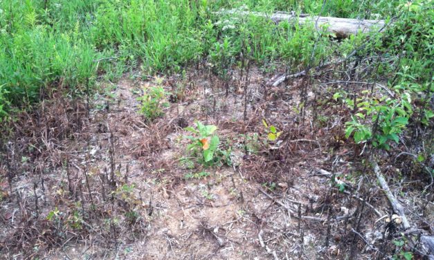 Potential Herbicide Applications for Hardwood Stands