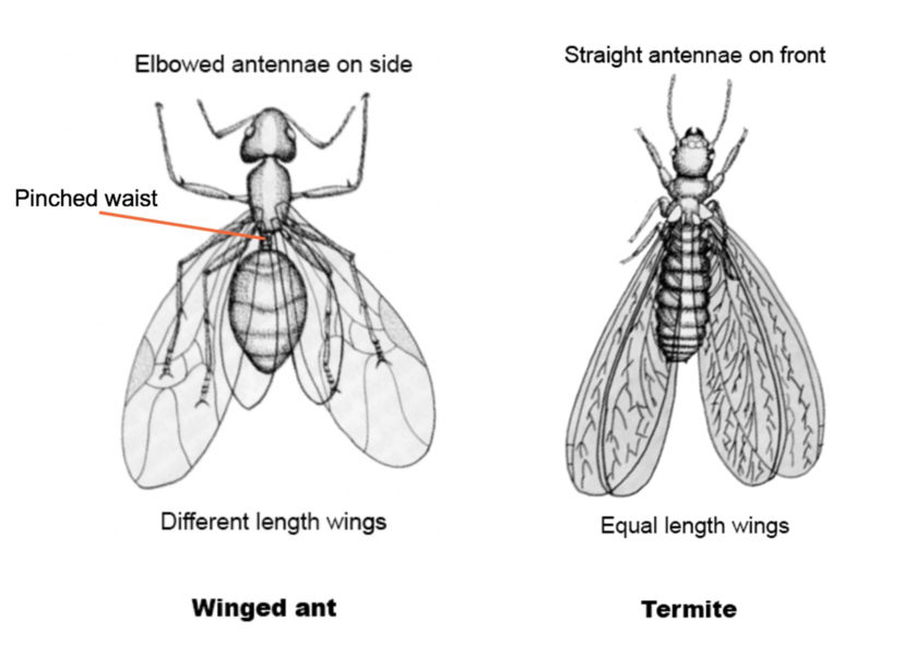 diagram depicting the difference in a winged ant and a termite