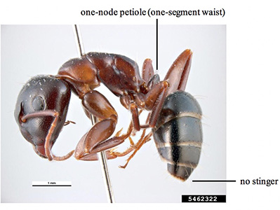 Carpenter ant diagram showing a one-node petiole and no stinger