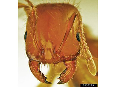 fire ants have a four-tooth mandible for pinching