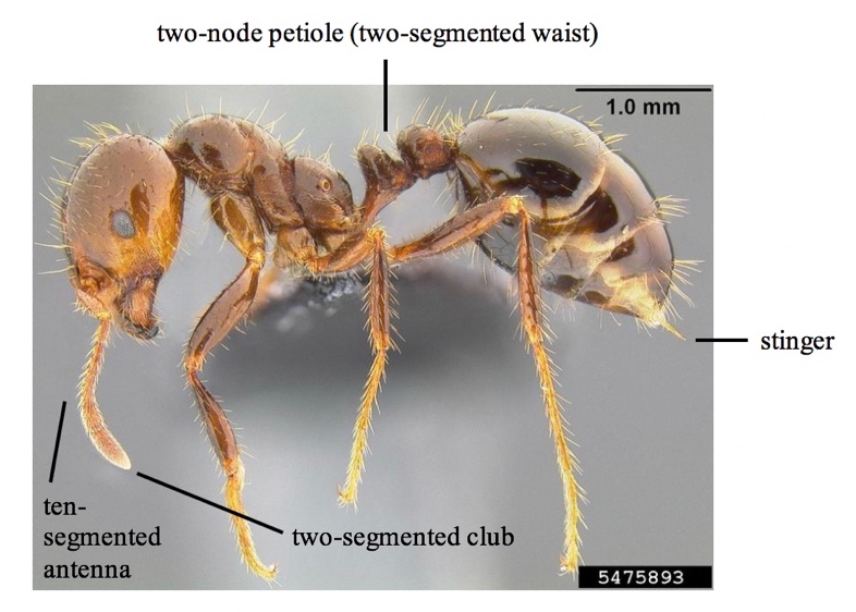 Fire ants have a two-node petiole, ten-segmented antenna with a two-segmented club, and a stinger. 