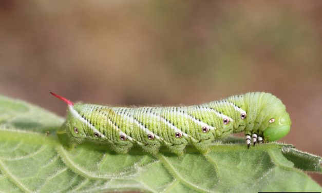 Tobacco Hornworm as a Pest of Tobacco