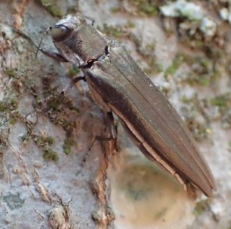 Agrilus macer, a small, brownish beetle with short antennae and a light tan colored underside, lays a round, yellowish egg mass on a tree.