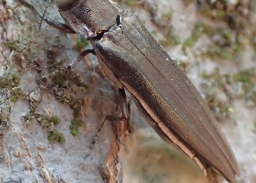 Flatheaded Hackberry Borer (Agrilus macer): A Secondary Pest on Sugarberry Trees in the Southern United States