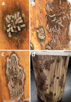 Agrilus macer larvae can form a single egg mass and feed on the underside of bark. Trees may show multiple colonization points and associated xylem discoloration.