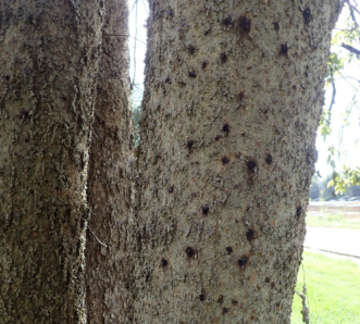 A tree responding with oozing or weeping black fluid from A. macer egg masses hatching.