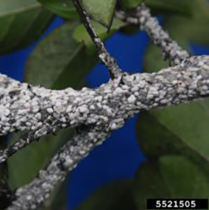crapemyrtle bark scale feeding on trunks and branches