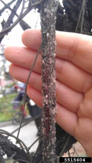 crapemyrtle bark scale branch with red lesions